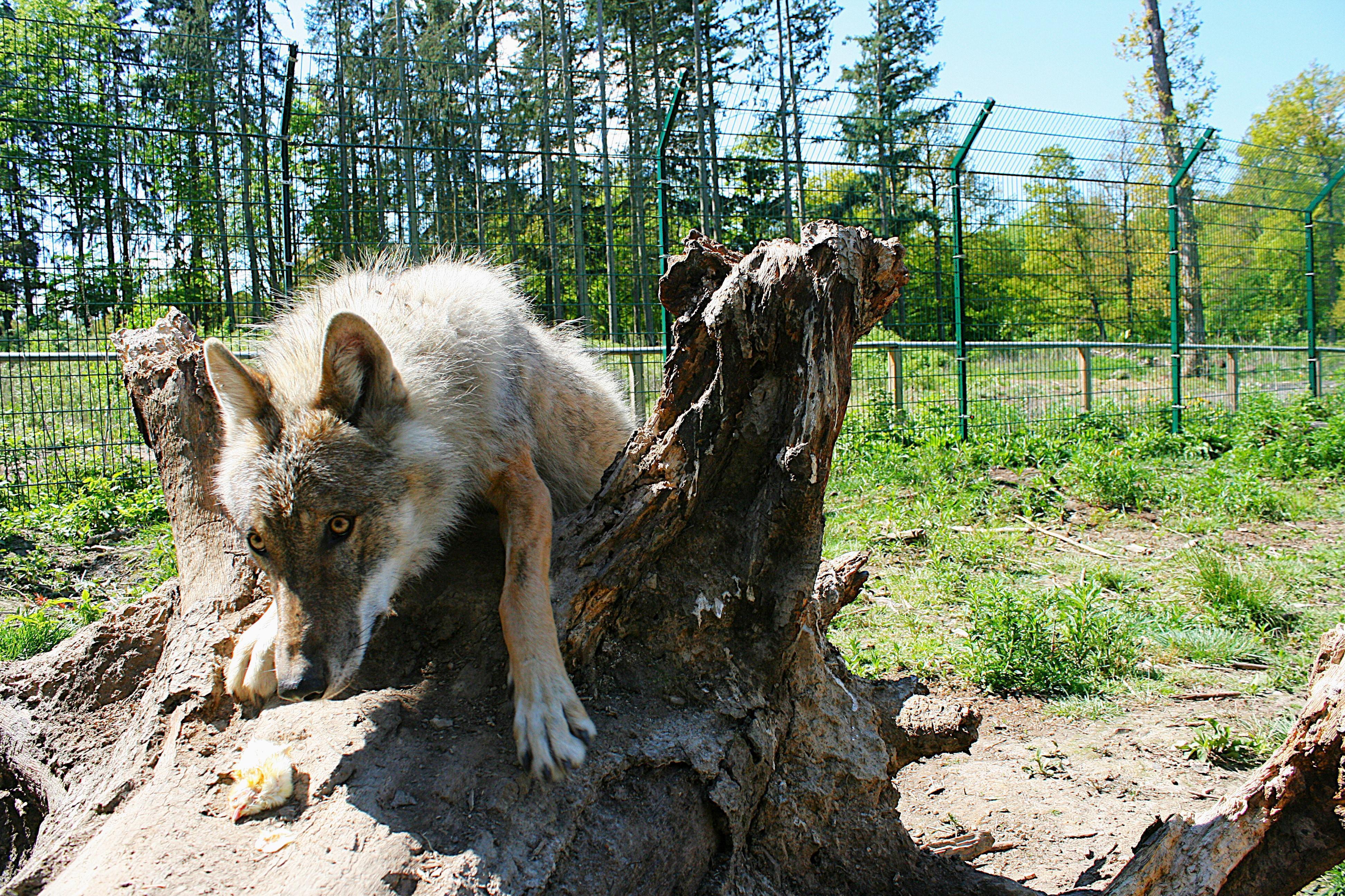 Dieses Bild eines Jungwolfes im Wildtierpark Edersee entstand vor knapp fünf Jahren. Im Hintergrund ist der 2,88 Meter hohe Zaun zu erkennen, den die Jungwölfin am Dienstag übersprang, mutmaßlich in Panik.