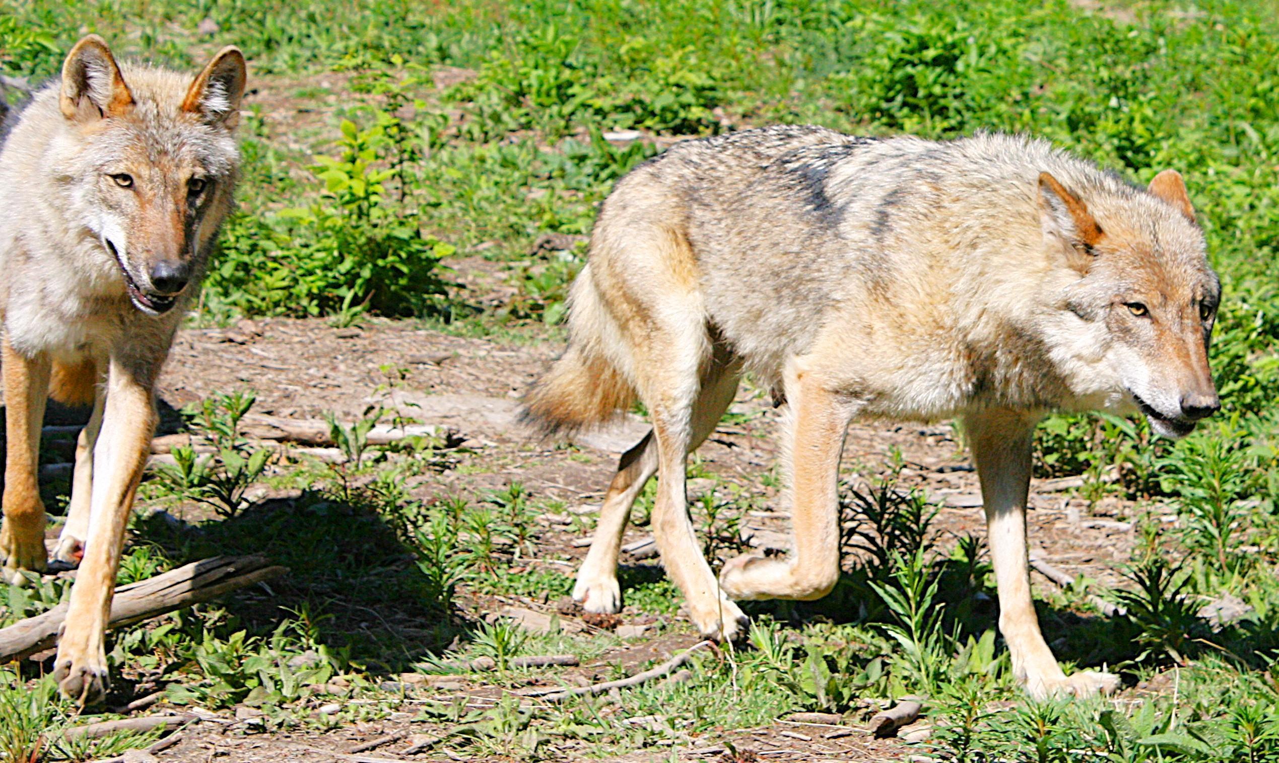 Agil, intelligent, sozial: Der Wolf ist weder „gut“ noch „böse“, sondern ein erfolgreiches Tier mit vielen Fähigkeiten.